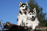 SIBERIAN HUSKY 722